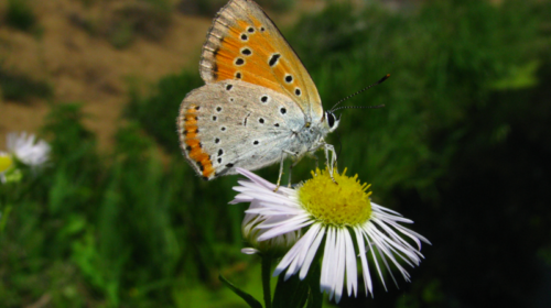 fotografie de natura